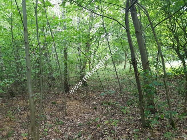 działka siedliskowa przy ulicy gminnej