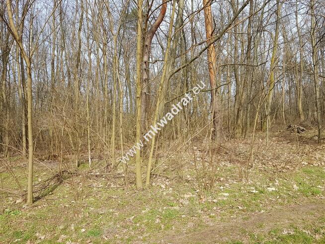 Borszyce gm. Kowiesy działka 2514 m