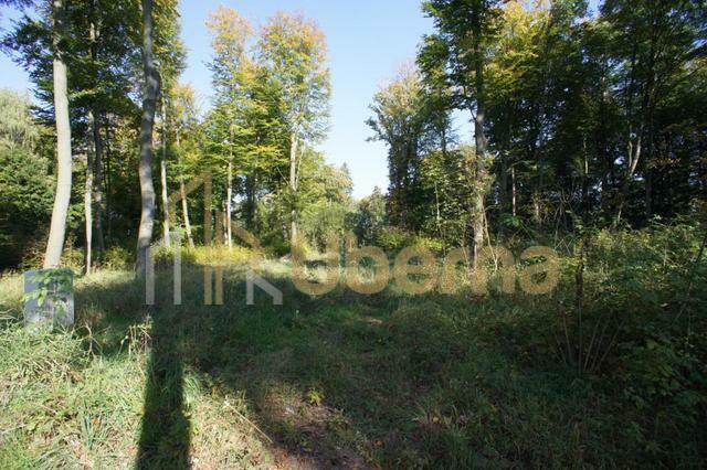 Działki nad jeziorem Dobra Nowogardzka