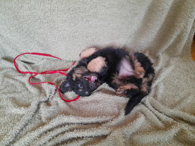 Ok. 3 mies. Lulu szuka odpowiedzialnego domku!