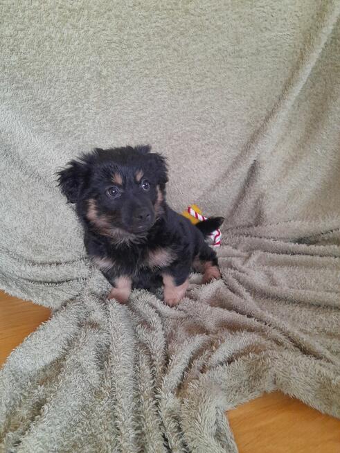 Ok. 3 mies. Lulu szuka odpowiedzialnego domku!