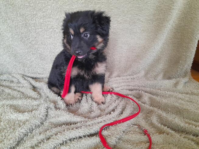 Ok. 3 mies. Lulu szuka odpowiedzialnego domku!