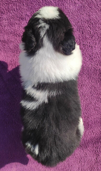 Rasowy Pies Border Collie - TONY z pełną dok. z hodowli do r