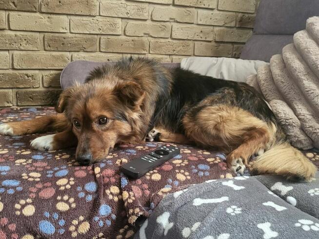 Lizak wesoły uroczy psiak czeka na kochający domek