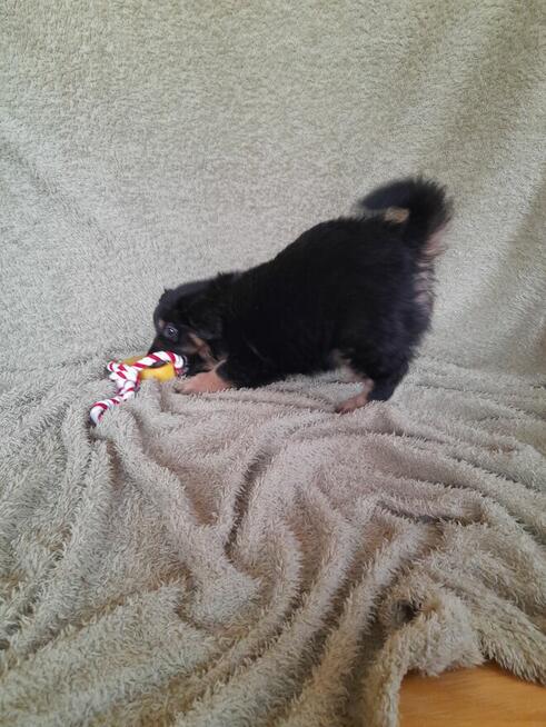 Ok. 3 mies. Lulu szuka odpowiedzialnego domku!