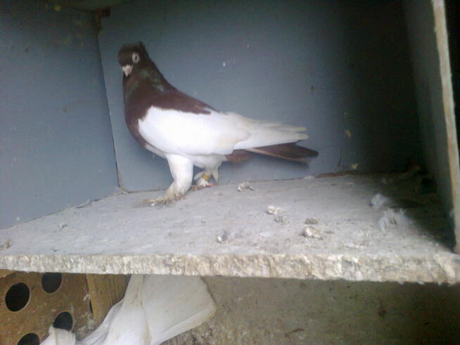 sroczki polskie - samiec