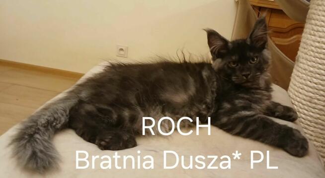 ROCH Bratnia Dusza *PL kocurek Maine COON Warszawa