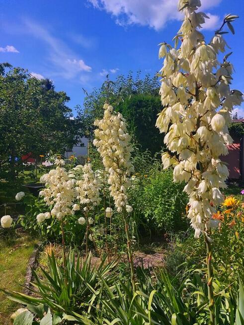 Działka ROD na Rządzu