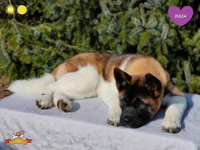 Suczka szczeniak Akita Amerykańska PlayTime FCI - dostępna