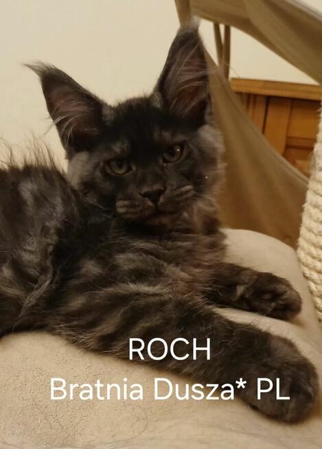 ROCH Bratnia Dusza *PL kocurek Maine COON Warszawa