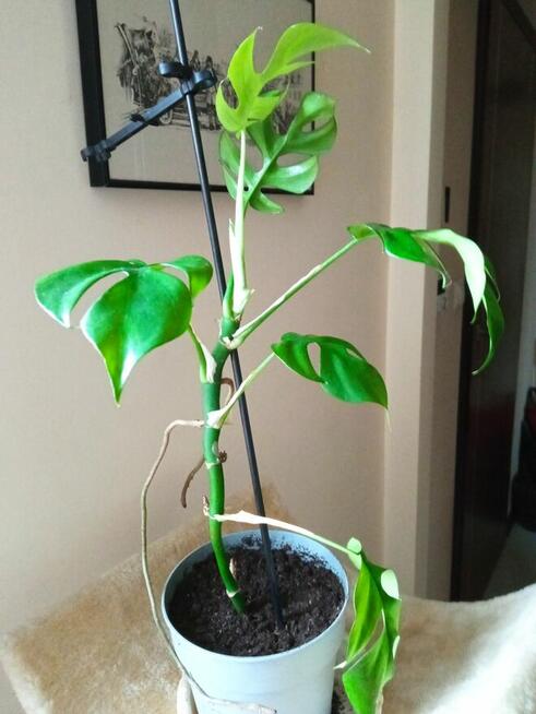 Trzykrotki ładnie wybarwione, drzewko szczęścia i inne