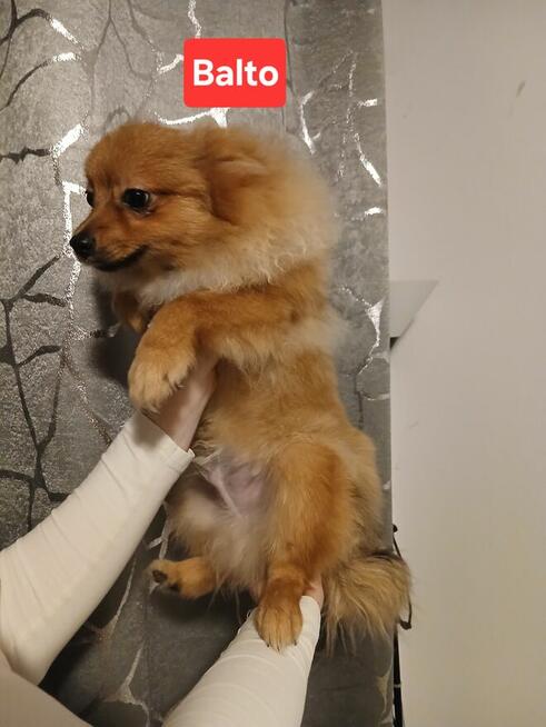 Szpic miniaturowy pies