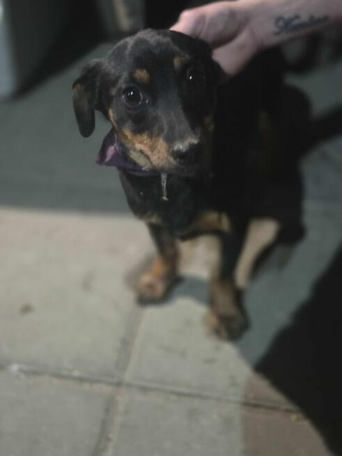 mix jamnik szczeniak szuka domu -schronisko Zgierz-aktualne