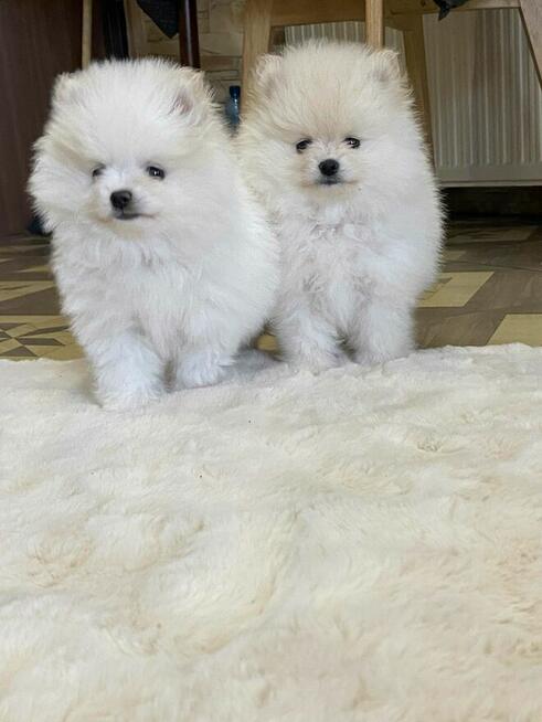 SZPIC MINIATUROWY POMERANIAN PIĘKNE MALUTKIE PUCHATE