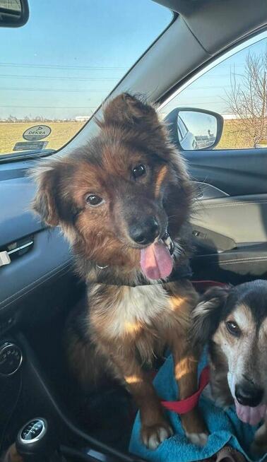 Młody pozytywny psiak szuka domu gdzie zazna szczęścia