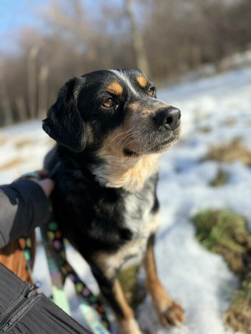 Solo - niekonfliktowy, wychowany psiak marzy o domu!