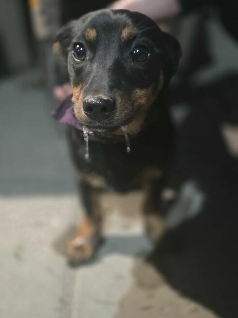 mix jamnik szczeniak szuka domu -schronisko Zgierz-aktualne