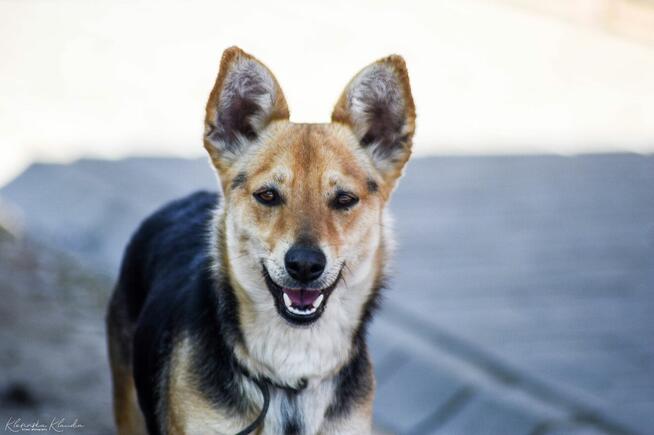 Zuzia - niewielka, delikatna sunia szuka domu!