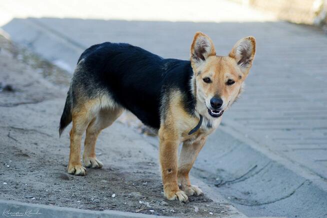 Zuzia - niewielka, delikatna sunia szuka domu!