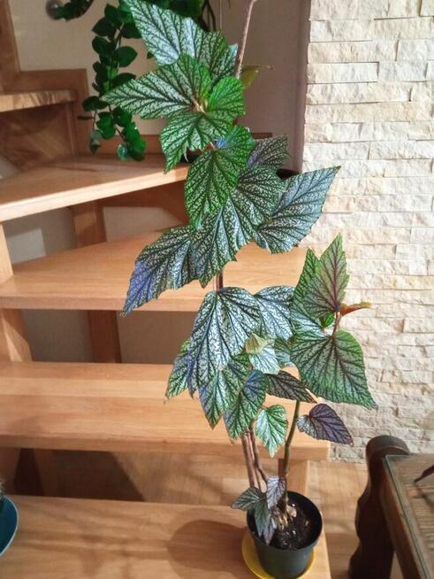 Trzykrotki ładnie wybarwione, drzewko szczęścia i inne