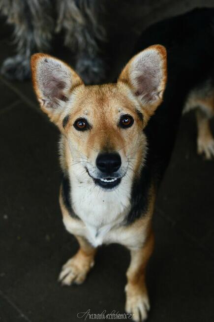 Zuzia - niewielka, delikatna sunia szuka domu!