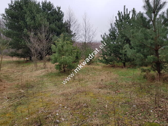 Piękna | mega cena | MPZP 30% | Sucha | zieleń LUX