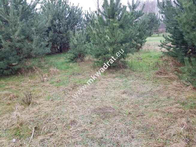 Piękna | mega cena | MPZP 30% | Sucha | zieleń LUX