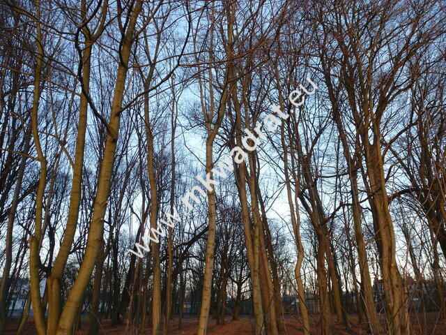 działka usługowa blisko stacji WKD