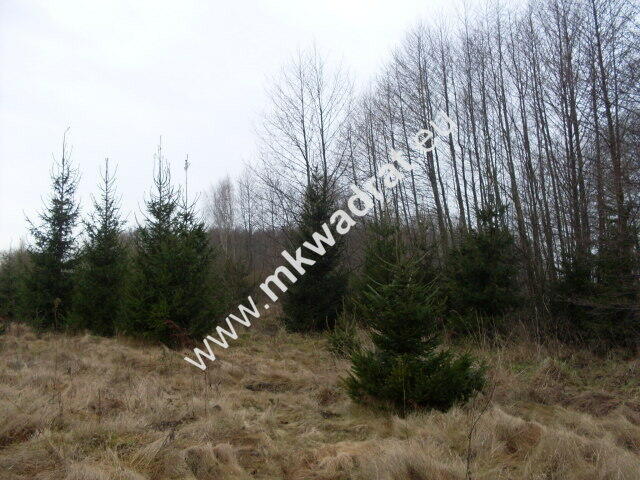 Działka Korabiewice