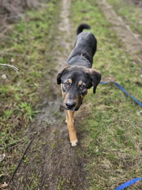Adoptuj Korala cudnego psiala:)