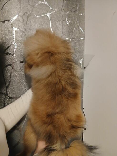 Szpic miniaturowy pies