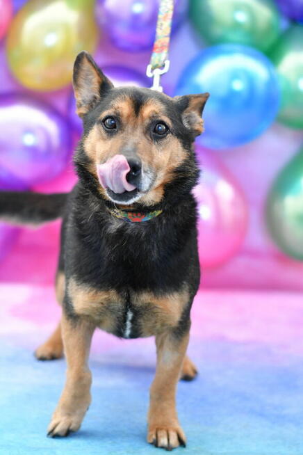 Uroczy Łobuz szuka rodzinki do pokochania!