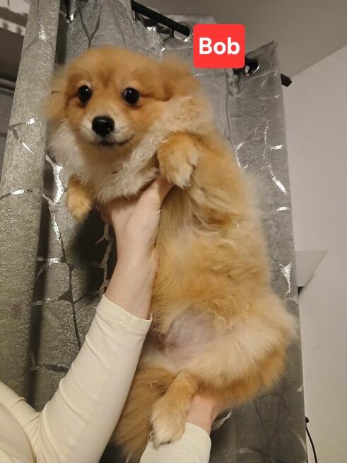 Szpic miniaturowy pies