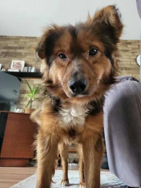 Lizak wesoły przyjacielski Piesio czeka na Ciebie