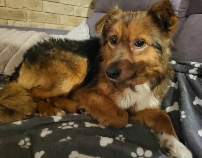 Młody pozytywny psiak szuka domu gdzie zazna szczęścia