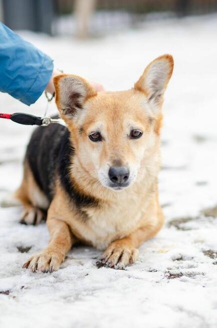 Zuzia - niewielka, delikatna sunia szuka domu!