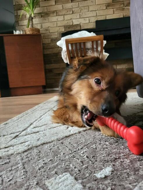 Młody pogodny psiak szuka w domu pełnego miłości