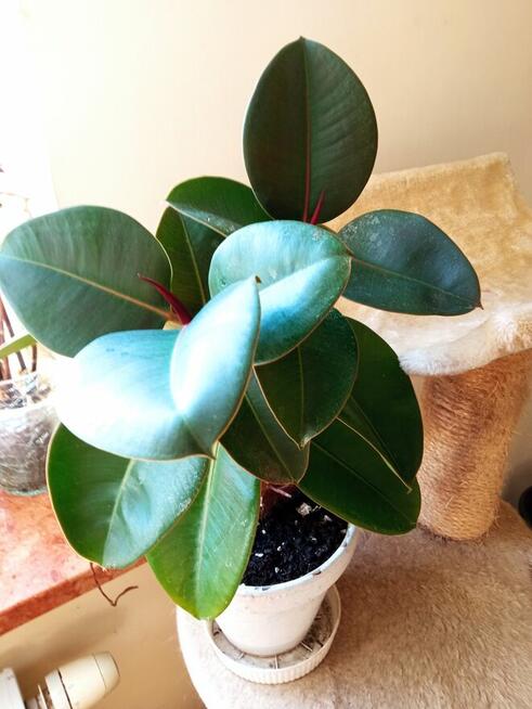 Trzykrotki ładnie wybarwione, drzewko szczęścia i inne