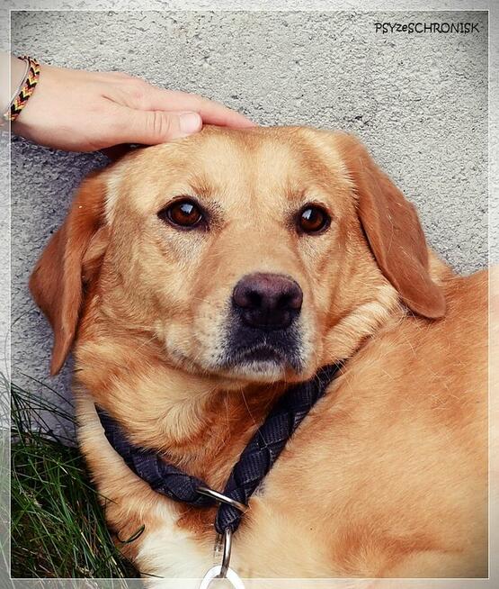 Diana – człowiek stłamsił w niej życie –czy dasz jej miłość?