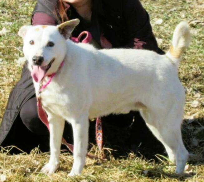 BIAŁASEK - kochany przytulaśny psiak szuka domu