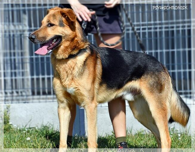 Bandi – cudowny, współpracujący prawie-owczarek. Widzisz go?