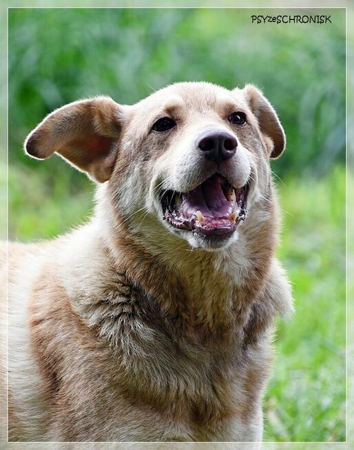 Aure – starszy pies ze smutną historią - daj szansę