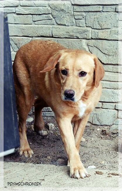 Diana – człowiek stłamsił w niej życie –czy dasz jej miłość?