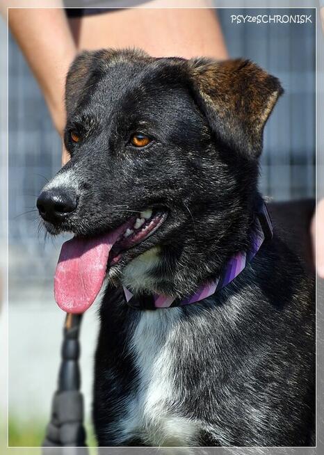 Ines – młoda, piękna sunia o kreatywnym charakterze