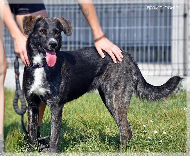 Ines – młoda, piękna sunia o kreatywnym charakterze