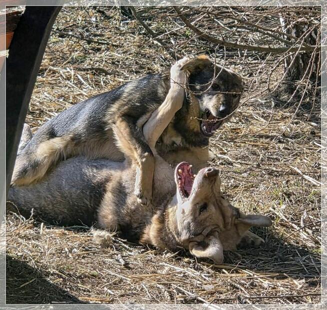 Aure – starszy pies ze smutną historią - daj szansę