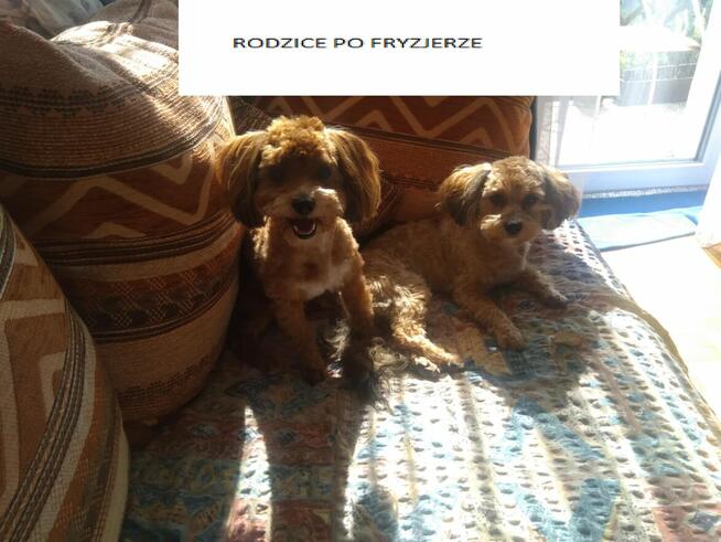 Przepiękne shihpoo F1 (mama tata shih poo )