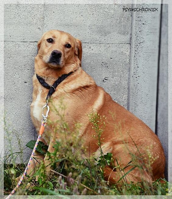 Diana – człowiek stłamsił w niej życie –czy dasz jej miłość?