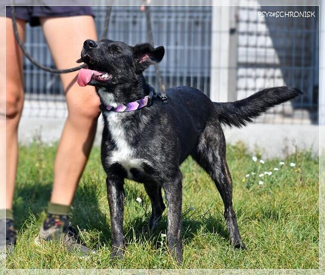 Ines – młoda, piękna sunia o kreatywnym charakterze