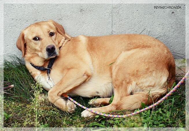 Diana – człowiek stłamsił w niej życie –czy dasz jej miłość?